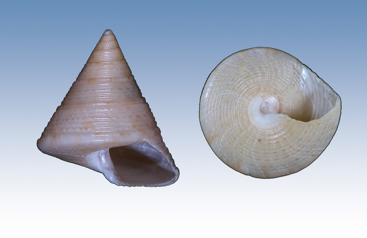 Calliostomatidae vari